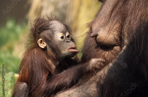 Orang-Utan, (Pongo pygmaeus), Apenheul Zoo, Netherland