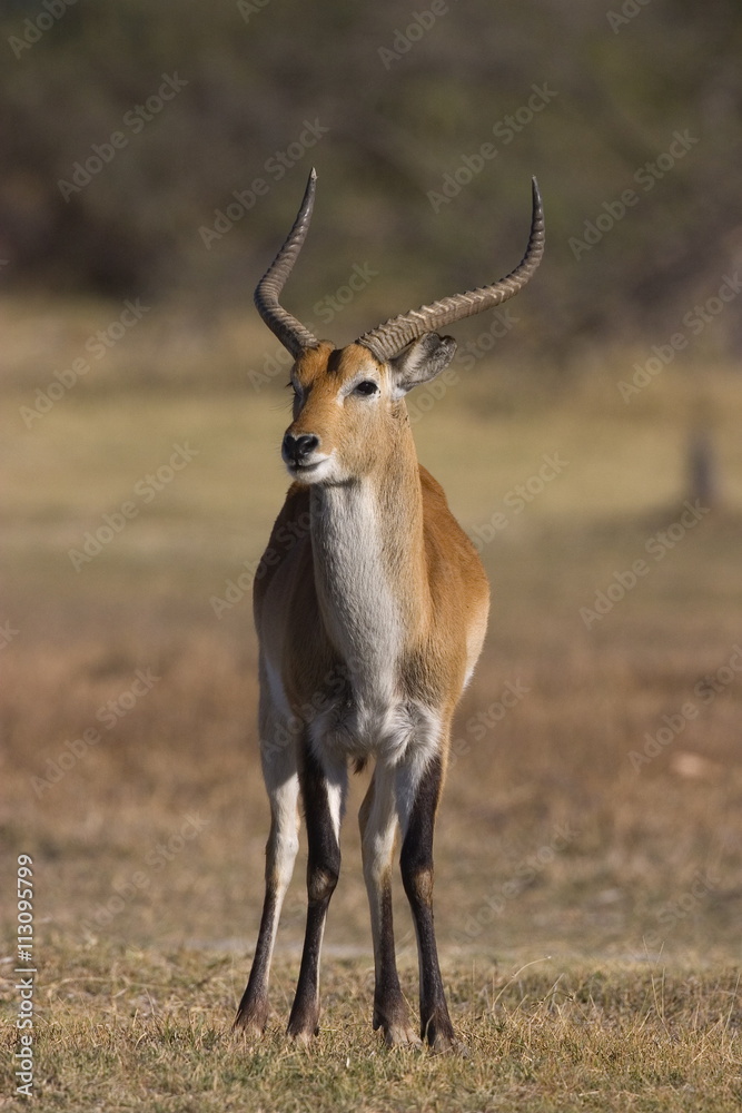 Red lechwe, Kobus leche leche, Moremi Wildlife Reserve, Botswana Red lechwe, Kobus leche leche, Moremi Wildlife Reserve, Botswana