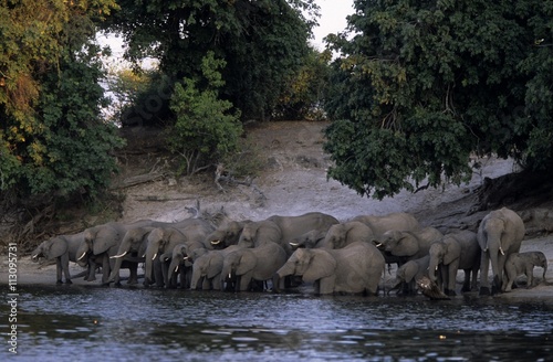 African elephant, Loxodonta africana, Chobe River, Chobe National Park, Botswana photo