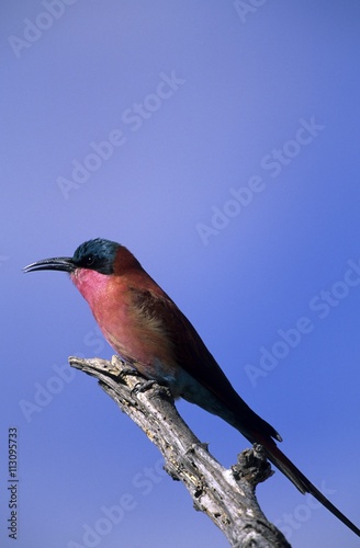 Carmine Bee-eater, Merops nubicus, Chobe National Park, Botswana photo