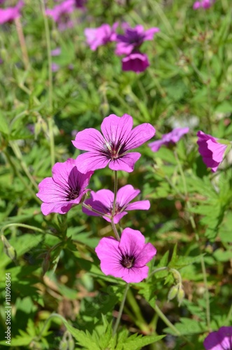 Fototapeta Naklejka Na Ścianę i Meble -  Geranien blühen lila - Geranium magnificum 