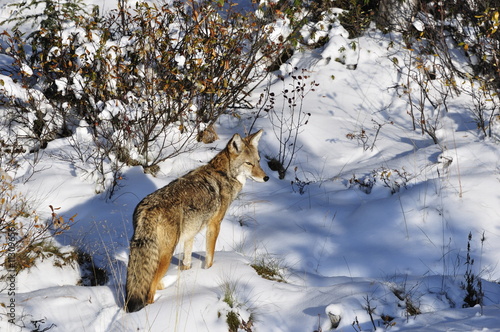 Coyote walking through snow, Kananaskis Country, Alberta, Canada photo