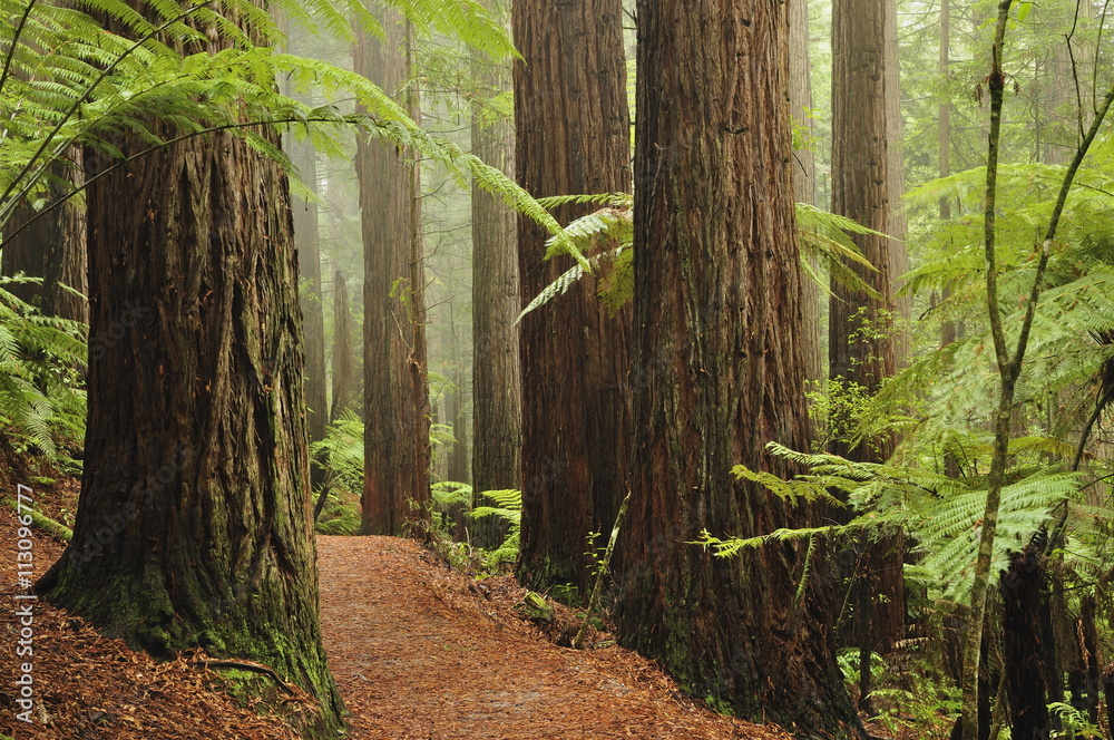 Redwoods and Tree Ferns, The Redwoods, Rotorua, Bay of Plenty, North Island, New Zealand Redwoods and Tree Ferns, The Redwoods, Rotorua, Bay of Plenty, North Island, New Zealand