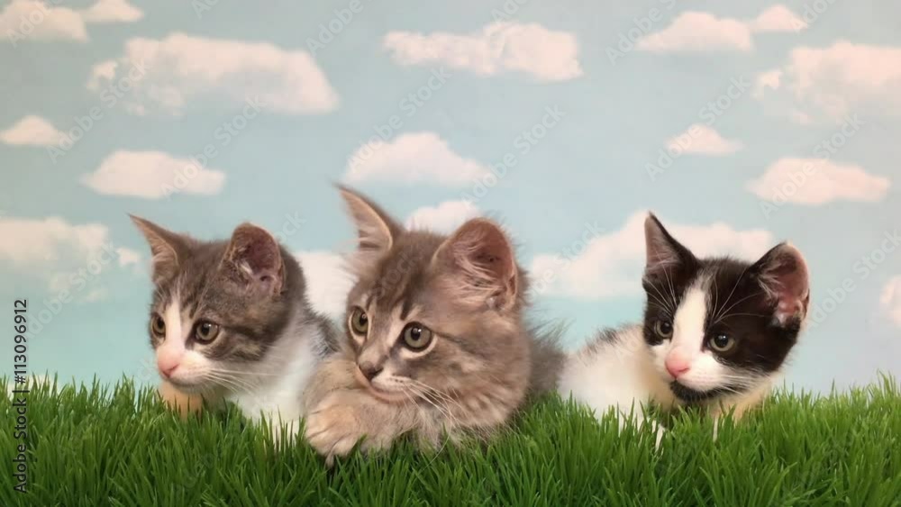 4K HD video of Three kittens in tall grass with blue sky background white fluffy clouds. Looking left then right then up then down