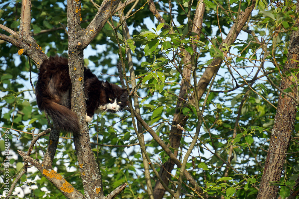 Fototapeta premium cat