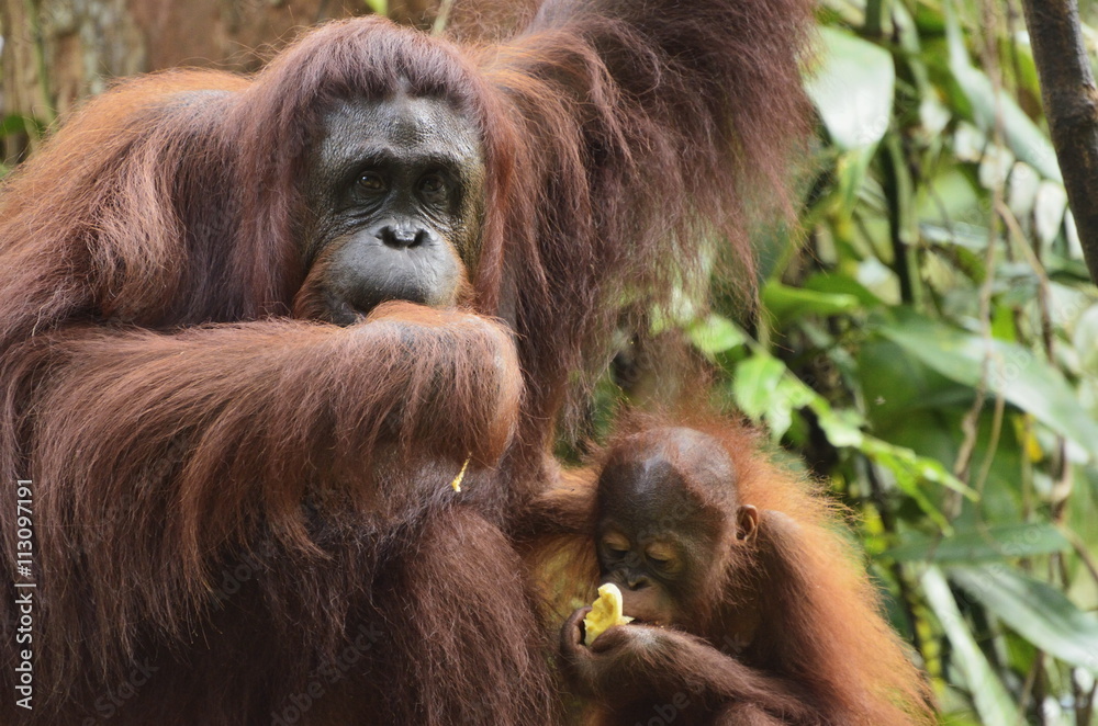Orangutan (Pongo borneo), Semenggoh Wildlife Reserve, Sarawak, Borneo, Malaysia Orangutan (Pongo borneo), Semenggoh Wildlife Reserve, Sarawak, Borneo, Malaysia