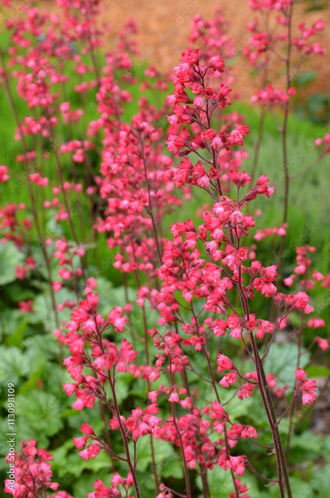 Purpurglöckchen blüht rosa im Garten 