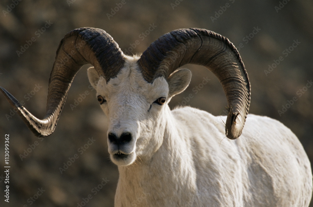 Male dall sheep (Ovis dalli), Denali National Park, Alaska Male dall sheep (Ovis dalli), Denali National Park, Alaska