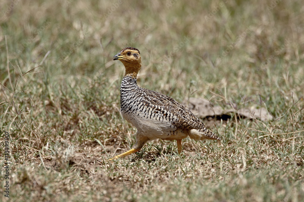 Male Coqui francolin (Peliperdix coqui), Lake Nakuru National Park, Kenya Male Coqui francolin (Peliperdix coqui), Lake Nakuru National Park, Kenya