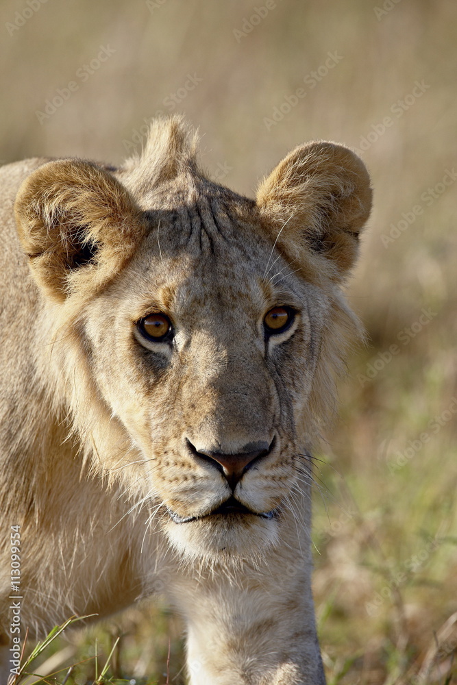 Young male lion (Panthera leo), Masai Mara National Reserve, Kenya Young male lion (Panthera leo), Masai Mara National Reserve, Kenya