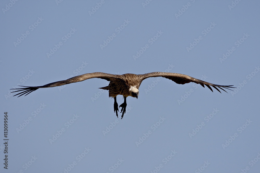 Immature African white-backed vulture (Gyps africanus) on approach, Masai Mara National Reserve, Kenya Immature African white-backed vulture (Gyps africanus) on approach, Masai Mara National Reserve, Kenya