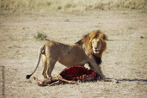 Male lion (Panthera leo), with gnu carcass, Masai Mara National Reserve, Kenya