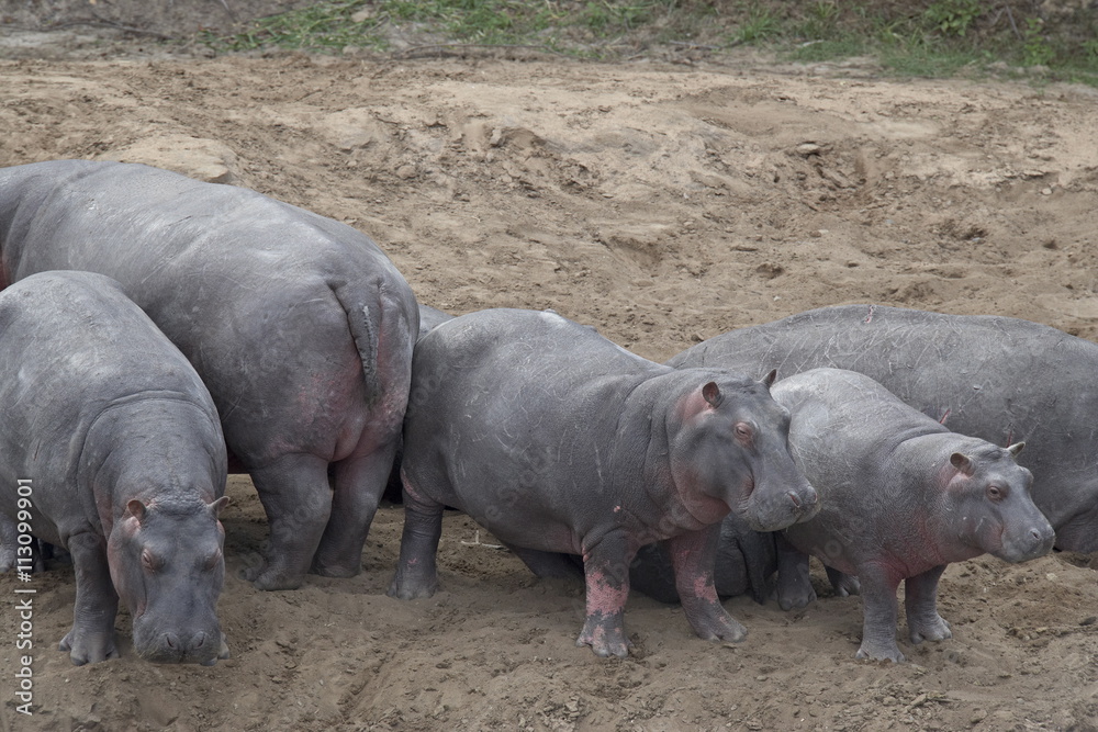 Hippopotamus (Hippopotamus amphibius) on land, Masai Mara National Reserve, Kenya