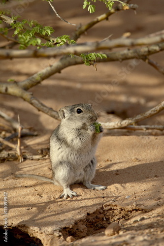 Brant's whistling rat (Parotomys brantsii) eating, Kgalagadi Transfrontier Park photo