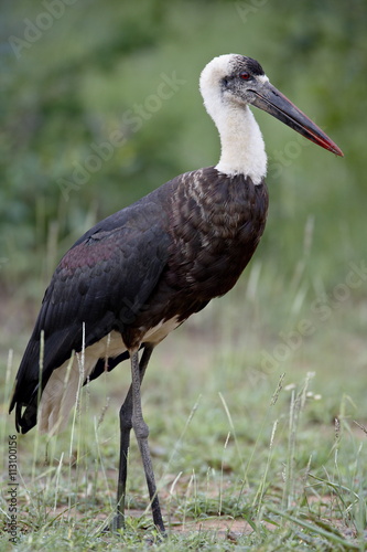 Woolly-necked Stork (Ciconia episcopus), Imfolozi Game Reserve photo