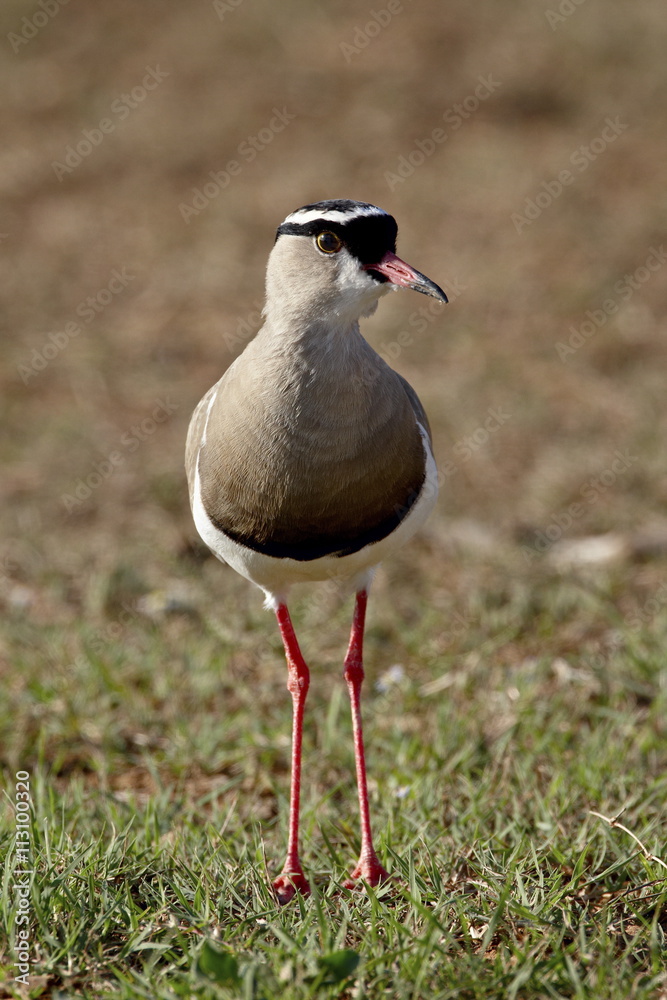 Crowned Plover (Crowned Lapwing) (Vanellus coronatus), Addo Elephant National Park Crowned Plover (Crowned Lapwing) (Vanellus coronatus), Addo Elephant National Park
