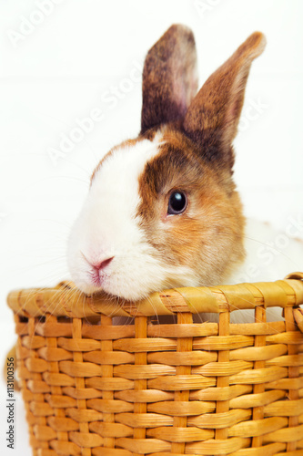 Spotted bunny in a basket on white wooden background
