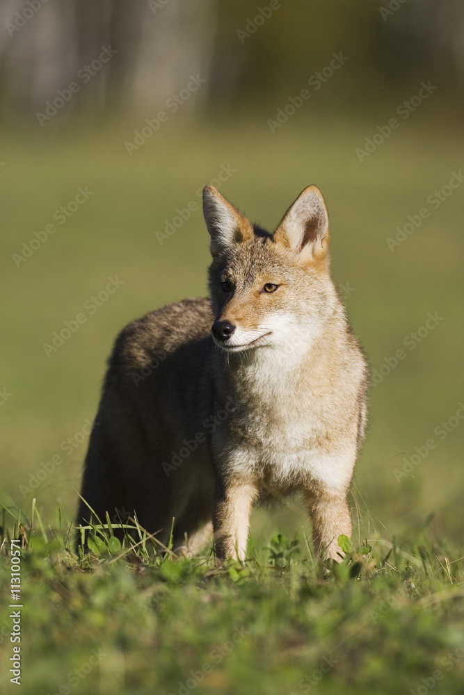 Coyote (Canis latrans) standing, in captivity, Sandstone, Minnesota