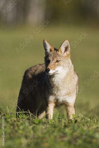 Coyote (Canis latrans) standing, in captivity, Sandstone, Minnesota photo