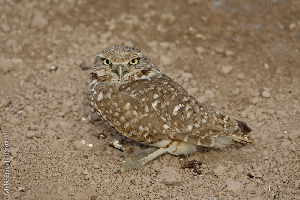 Burrowing owl (Athene cunicularia), Salton Sea, California
