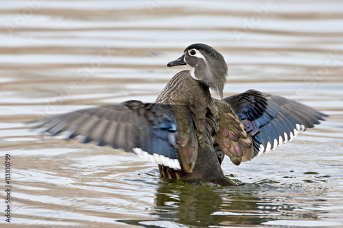 Female wood duck (Aix sponsa) flapping wings, Rio Grande Zoo, Albuquerque Biological Park, Albuquerque, New Mexico