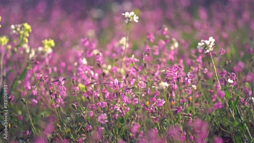 Wild flowers of pink color closeup Wild flowers of pink color closeup