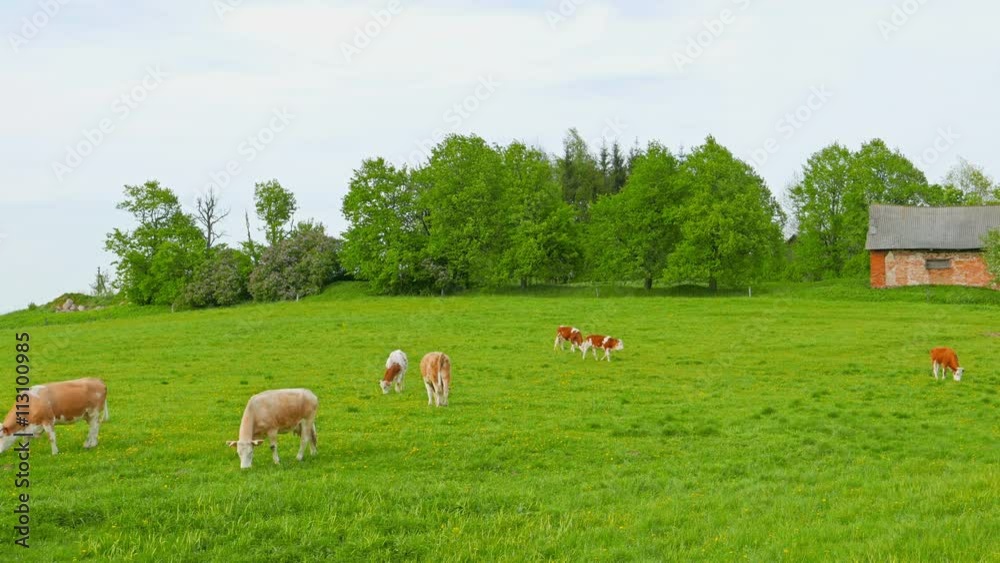 cows and calves grazing on a field cows and calves grazing on a field