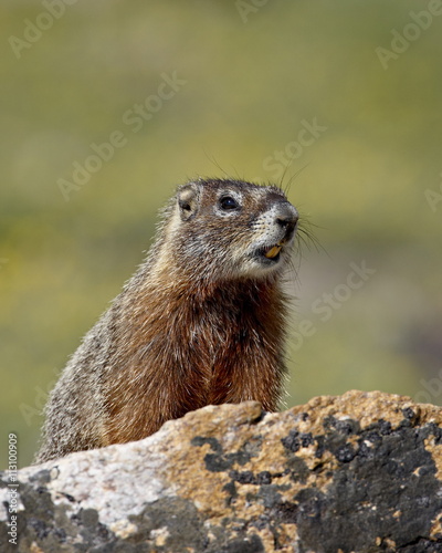 Yellowbelly marmot (Yellow-bellied marmot) (Marmota flaviventris), Shoshone National Forest, Wyoming photo