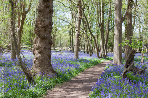 Fototapeta Naklejka Na Ścianę i Meble -  Bluebells in the woods, East Sussex, England, selective focus on the biggest tree on the left