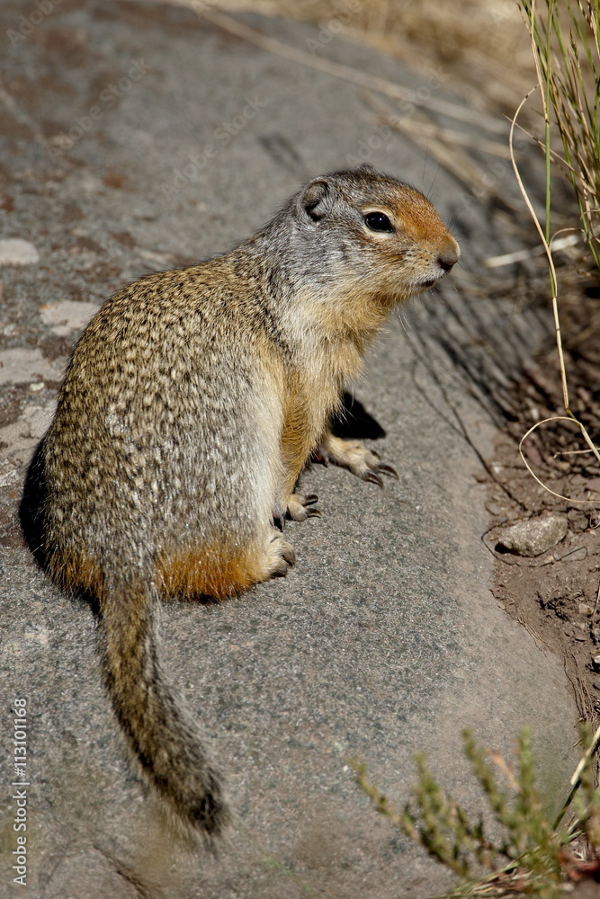 Columbian ground squirrel (Citellus columbianus), Waterton Lakes National Park, Alberta, Canada Columbian ground squirrel (Citellus columbianus), Waterton Lakes National Park, Alberta, Canada