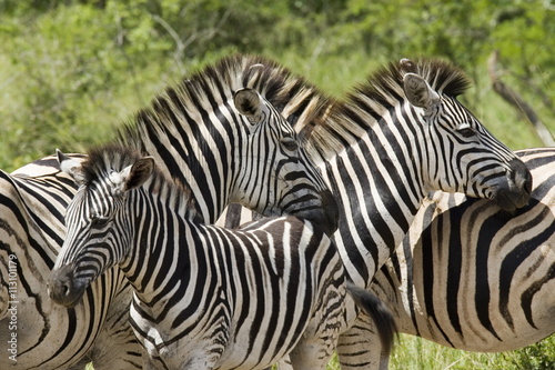 Common zebra or Burchell's zebra (Equus burchelli), Hluhluwe & Imfolozi  Game Reserves, formerly Hluhluwe & Umfolozi Game Reserves, Kwazulu-Natal photo