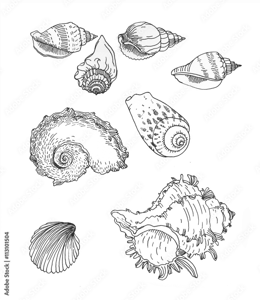 Set of hand drawn sea shells. Set of hand drawn sea shells.