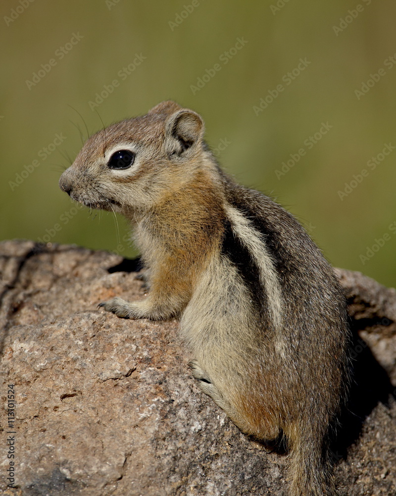Golden-mantled squirrel (Citellus lateralis), Routt National Forest, Colorado Golden-mantled squirrel (Citellus lateralis), Routt National Forest, Colorado