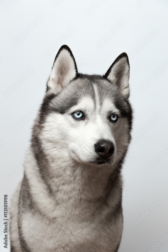 Adorable black and white with blue eyes Husky. on grey background. Focused at eye Adorable black and white with blue eyes Husky. on grey background. Focused at eye