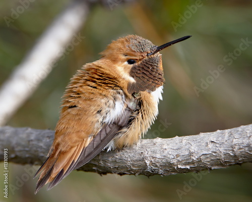 Rufous hummingbird (Selasphorus rufus), near Nanaimo, British Columbia, Canada