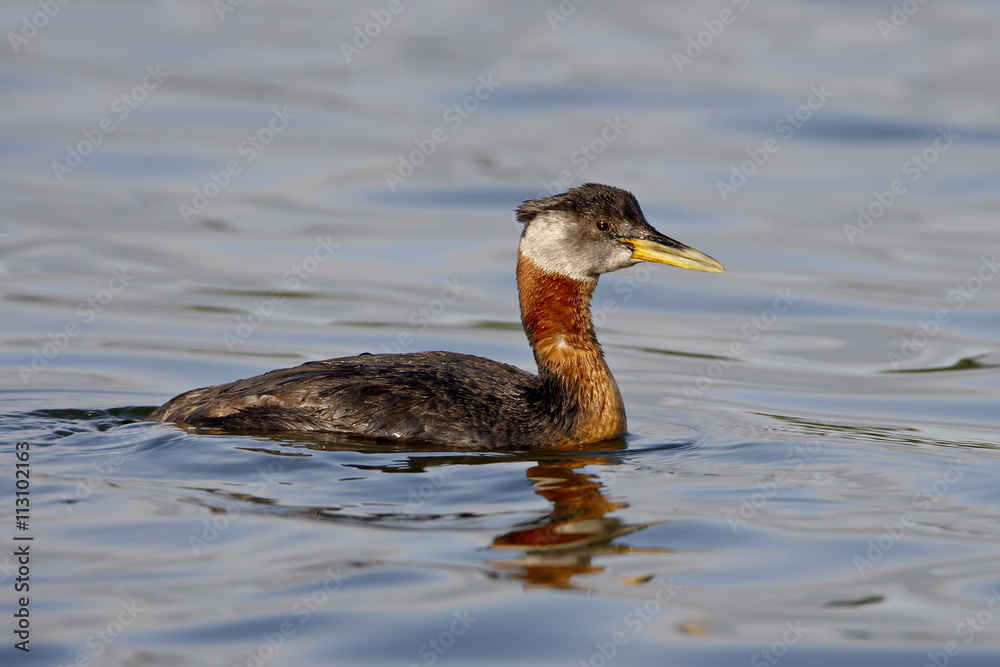 Red-necked grebe (Podiceps grisegena), Wasilla, Alaska Red-necked grebe (Podiceps grisegena), Wasilla, Alaska