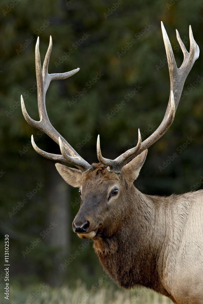 Bull elk (Cervus canadensis) in the fall, Jasper National Park, Alberta, Canada Bull elk (Cervus canadensis) in the fall, Jasper National Park, Alberta, Canada