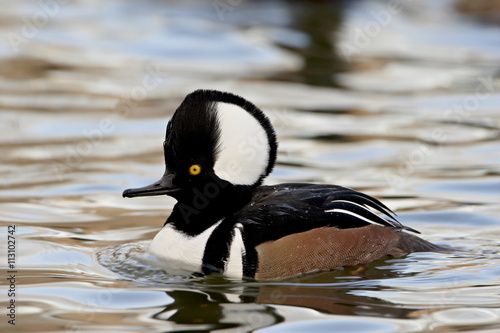 Male hooded merganser (Lophodytes cucullatus) in breeding plumage, Rio Grande Zoo, Albuquerque Biological Park, Albuquerque, New Mexico photo