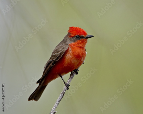 Vermilion flycatcher (Pyrocephalus rubinus), Patagonia Lake State Park, Arizona photo