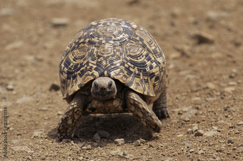 Leopard tortoise