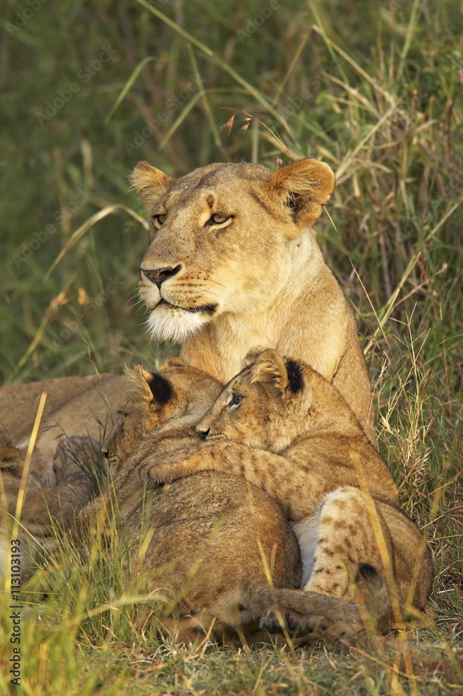 Lioness with two cubs (Panthera leo), Masai Mara Game Reserve, Kenya Lioness with two cubs (Panthera leo), Masai Mara Game Reserve, Kenya