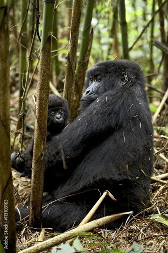 Mountain gorilla mother holding infant facing her, Sabynyo group, Volcanoes National Park, Rwanda