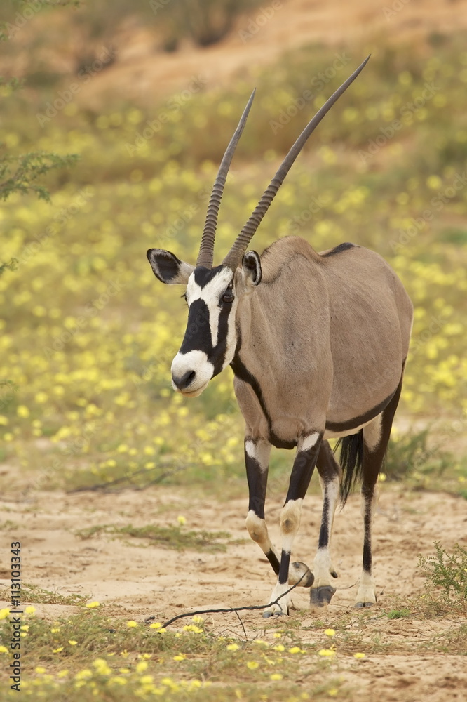 Gemsbok (South African oryx) (Oryx gazella) walking through yellow wildflowers, Kgalagadi Transfrontier Park, encompassing the former Kalahari Gemsbok National Park, Northern Cape Gemsbok (South African oryx) (Oryx gazella) walking through yellow wildflowers, Kgalagadi Transfrontier Park, encompassing the former Kalahari Gemsbok National Park, Northern Cape