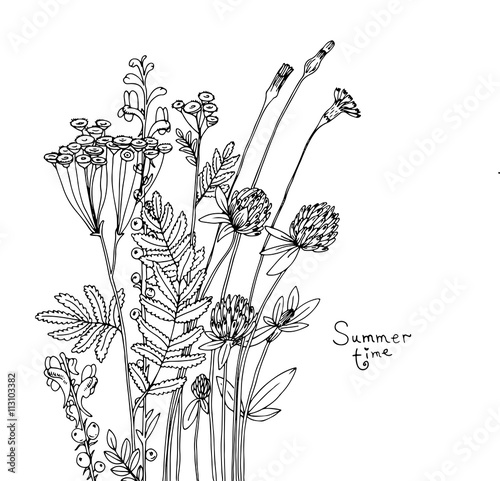 Vector sketch of the wildflowers.