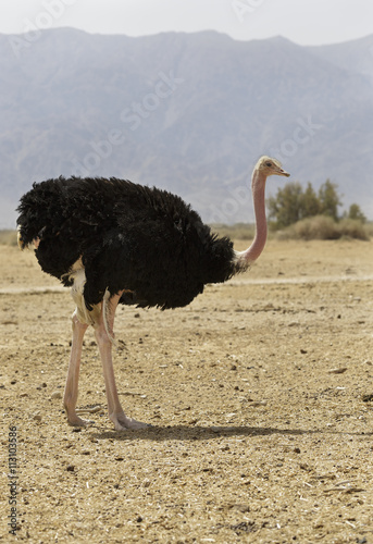 beautiful ostrich in the desert