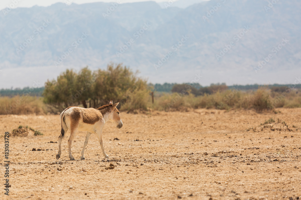 wild ass in the desert wild ass in the desert