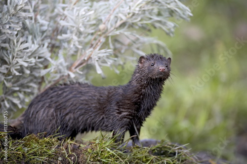 Mink (Mustela vison) mother and babies, in captivity, Animals of Montana, Bozeman, Montana photo