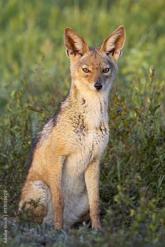 Black-backed jackal (silver-backed jackal) (Canis mesomelas), Serengeti National Park, Tanzania Black-backed jackal (silver-backed jackal) (Canis mesomelas), Serengeti National Park, Tanzania