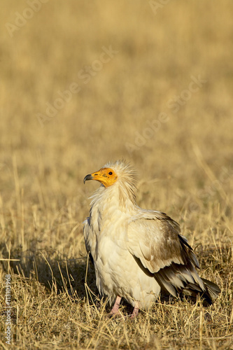 Egyptian vulture (Neophron percnopterus), Masai Mara National Reserve, Kenya photo