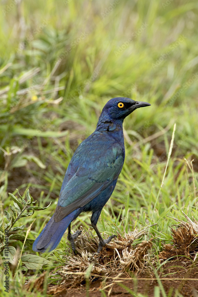 Cape glossy starling (Lamprotornis nitens), Imfolozi Game Reserve Cape glossy starling (Lamprotornis nitens), Imfolozi Game Reserve